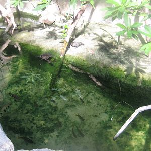 Terrariet Vissenbjerg - The rainforest - Mangrove exhibit