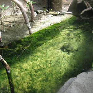 Terrariet Vissenbjerg - The rainforest - Mangrove exhibit