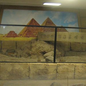 Terrariet Vissenbjerg - The desert - Meerkat/tortoise exhibit (indoor)