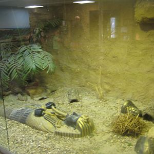 Terrariet Vissenbjerg - The desert - Mixed exhibit