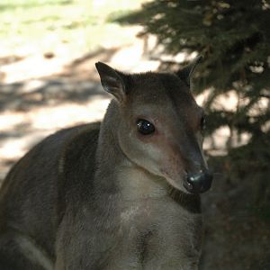 White-striped Dorcopsis (Dorcopsis hageni)