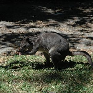 White-striped Dorcopsis (Dorcopsis hageni)
