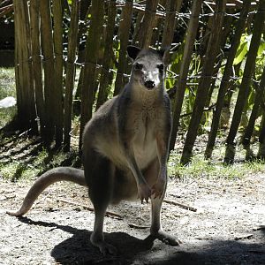 White-striped Dorcopsis (Dorcopsis hageni)