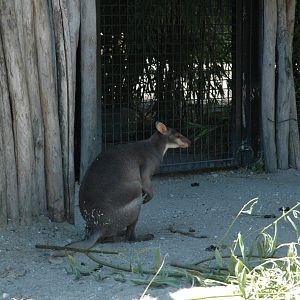 Dusky Pademelon (Thylogale brunii)