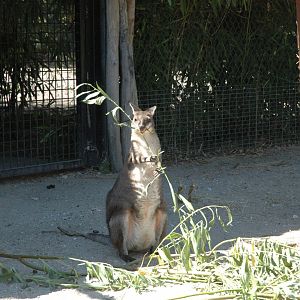 Dusky Pademelon (Thylogale brunii)