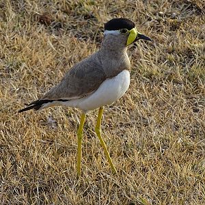 Yellow-wattled lapwing