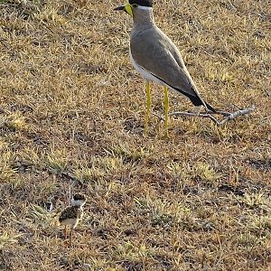 Yellow-wattled lapwing with chick