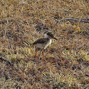 Yellow-wattled lapwing chick