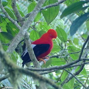 Andean Cock-of-the-rock