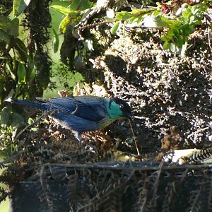 Black-capped Tanager