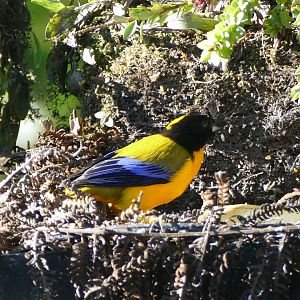 Black-chinned Mountain-Tanager