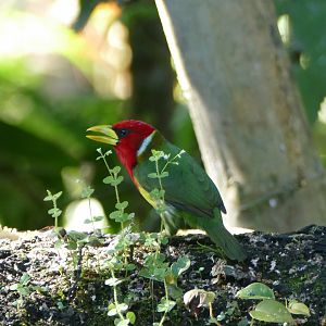 Red-headed Barbet