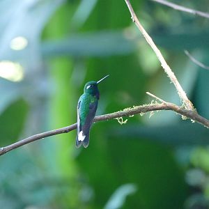 Purple-bibbed Whitetip