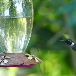 Purple-throated Woodstar