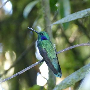 Lesser Violetear