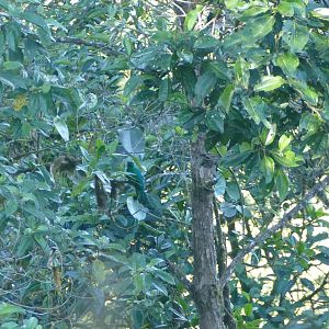 Hidden Golden-headed Quetzal