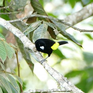 Flame-rumped Tanager