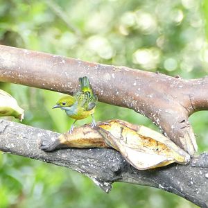 Silver-throated Tanager