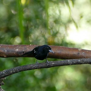 White-lined Tanager