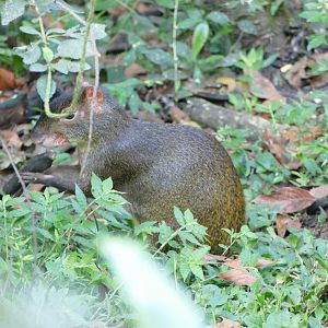 Agouti