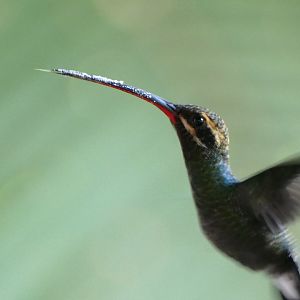 Stripe-throated Hermit
