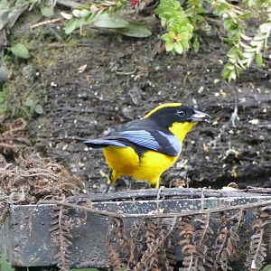 Blue-winged Mountain-Tanager