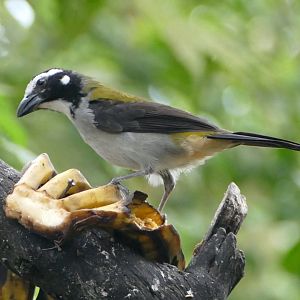 Black-winged Saltator