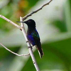 Velvet-purple Coronet