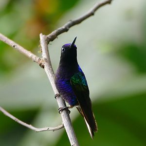 Velvet-purple Coronet