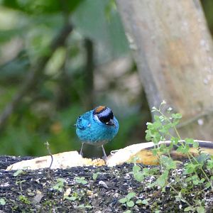 Golden-naped Tanager
