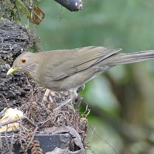 Ecuadorian Thrush