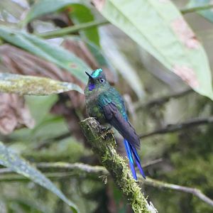 Violet-tailed Sylph