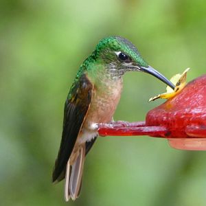 Fawn-breasted Brilliant