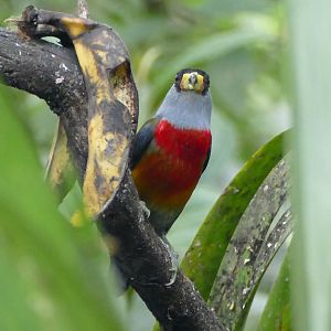 Toucan Barbet