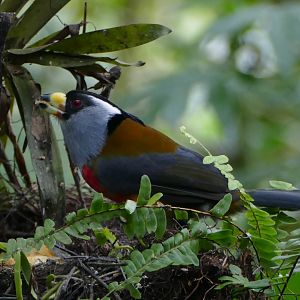 Toucan Barbet