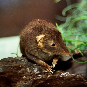 brown antechinus (Antechinus stuartii) mounted specimen