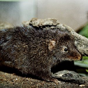 dusky antechinus (Antechinus swainsonii) mounted specimen