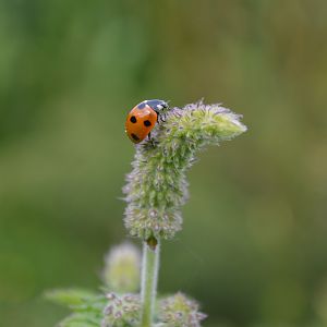 7-Spot Ladybird