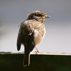 Juvenile Robin