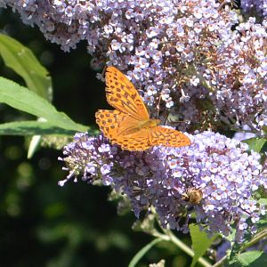 Silver-washed Fritillary