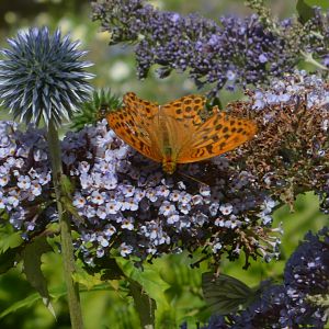 Silver-Washed Fritillary