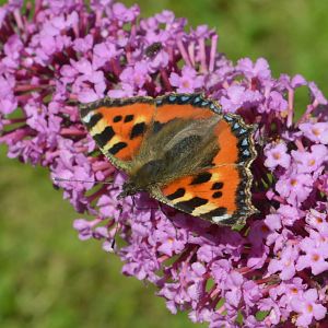 Small Tortoiseshell