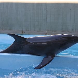 rough-toothed dolphin (Steno bredanensis) 2011