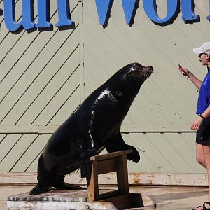 California sea lion (Zalophus californianus) 2011