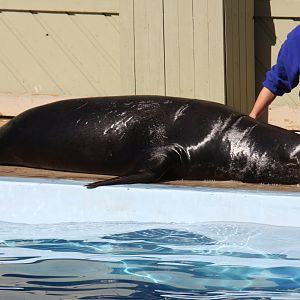 California sea lion (Zalophus californianus) 2011