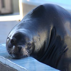 California sea lion (Zalophus californianus) 2011