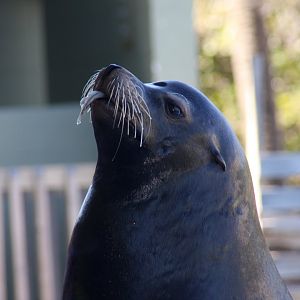 California sea lion (Zalophus californianus) 2011