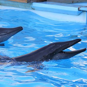 rough-toothed dolphin (Steno bredanensis) 2011