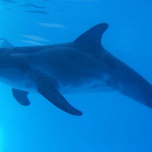 rough-toothed dolphin (Steno bredanensis) 2011