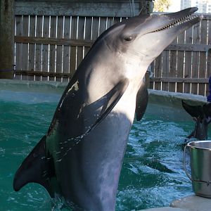 rough-toothed dolphin (Steno bredanensis) 2011